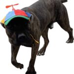 Helicopter Hat for Dogs – Dog Wearing Propeller Hat