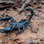 black forest scorpion