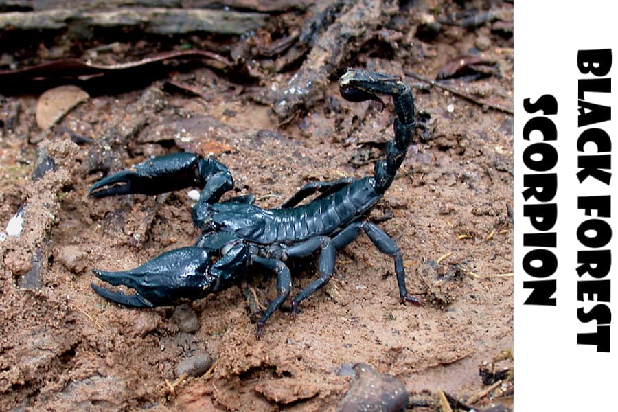 black forest scorpion
